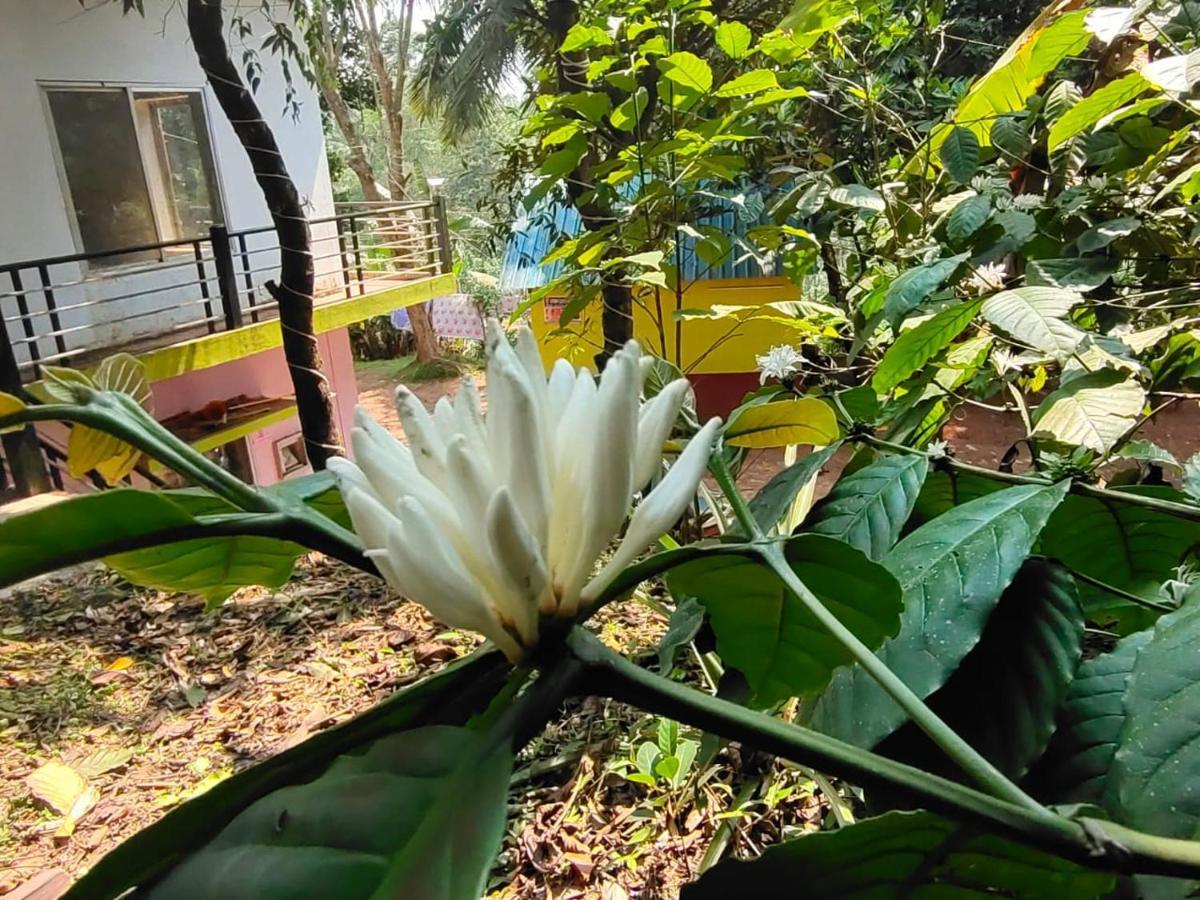Green Land Estate Homestay 5 Rooms With Garden View Madikeri Exteriör bild