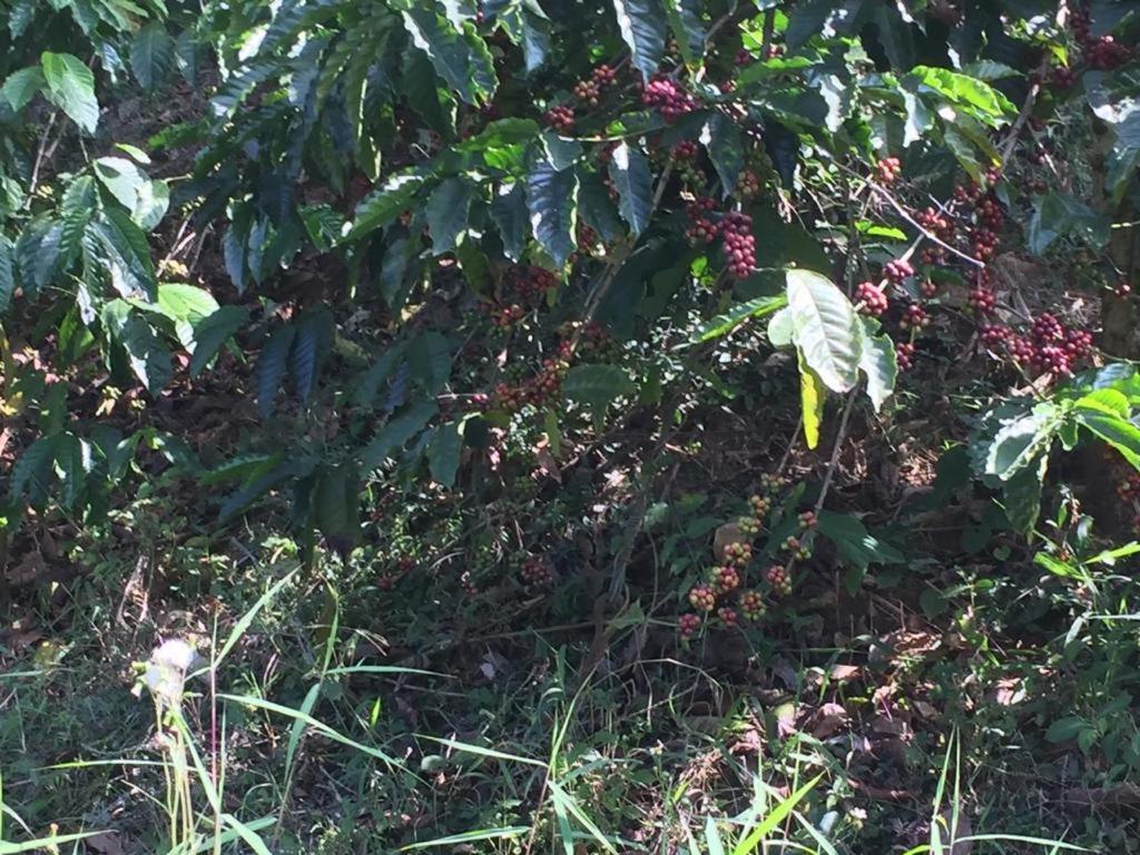 Green Land Estate Homestay 5 Rooms With Garden View Madikeri Exteriör bild